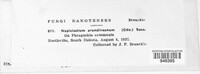 Utrechtiana arundinacea image